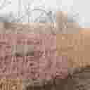 نهالستان سلیمی