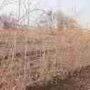 نهالستان سلیمی، تولید انواع نهال زرشک سیاه بی دانه در تیل آذربایجان شرقی