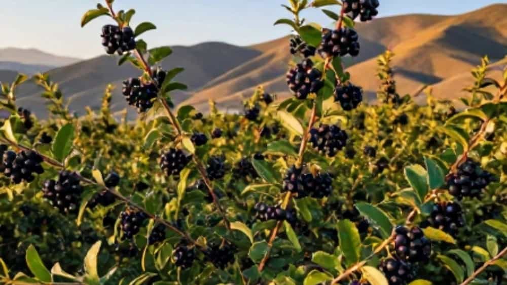 خرید نهال زرشک سیاه بی‌دانه سودآوری تضمینی در نهالستان سلیمی تیل