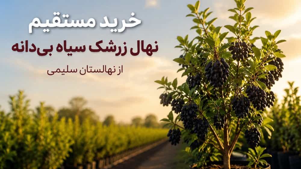 خرید مستقیم نهال زرشک سیاه بی‌ دانه از نهالستان سلیمی