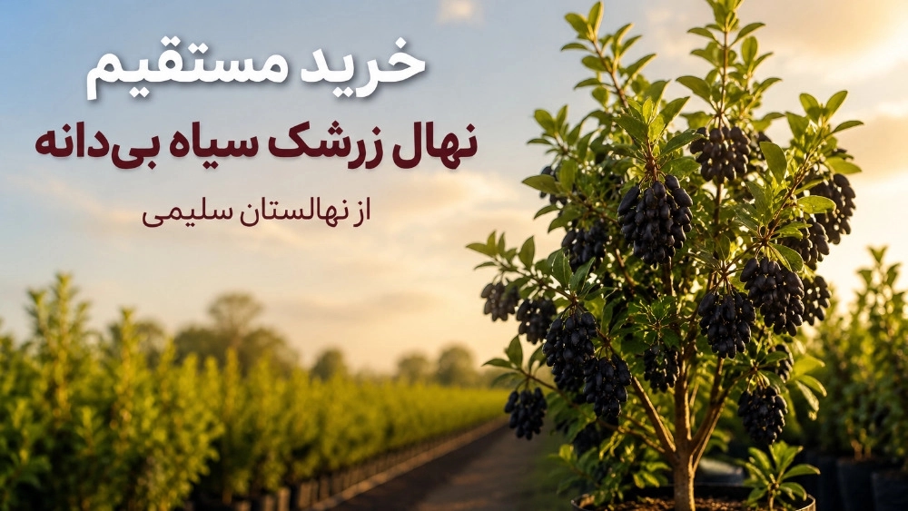 خرید مستقیم نهال زرشک سیاه بی دانه از نهالستان سلیمی خرید مستقیم نهال زرشک سیاه بی دانه از نهالستان سلیمی