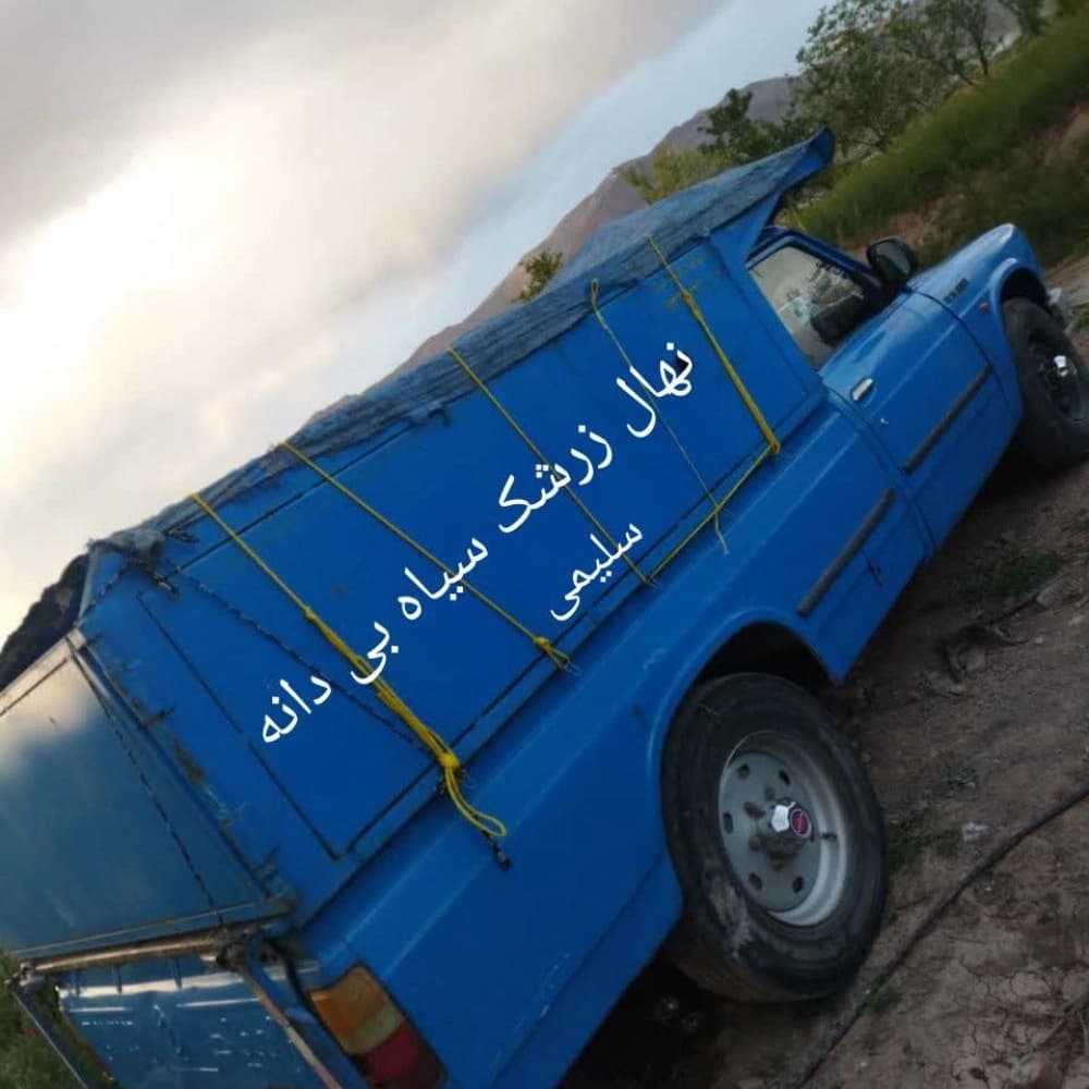 فروش نهال زرشک