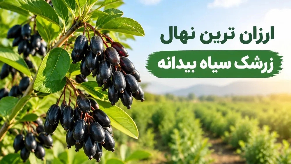 ارزان ترین نهال زرشک سیاه بیدانه ارزان ترین نهال زرشک سیاه بیدانه